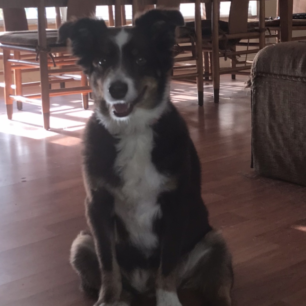 Meet your Posher, Posh